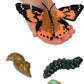 Insect Lore Butterfly Life Cycle Stages (Set Of 6)