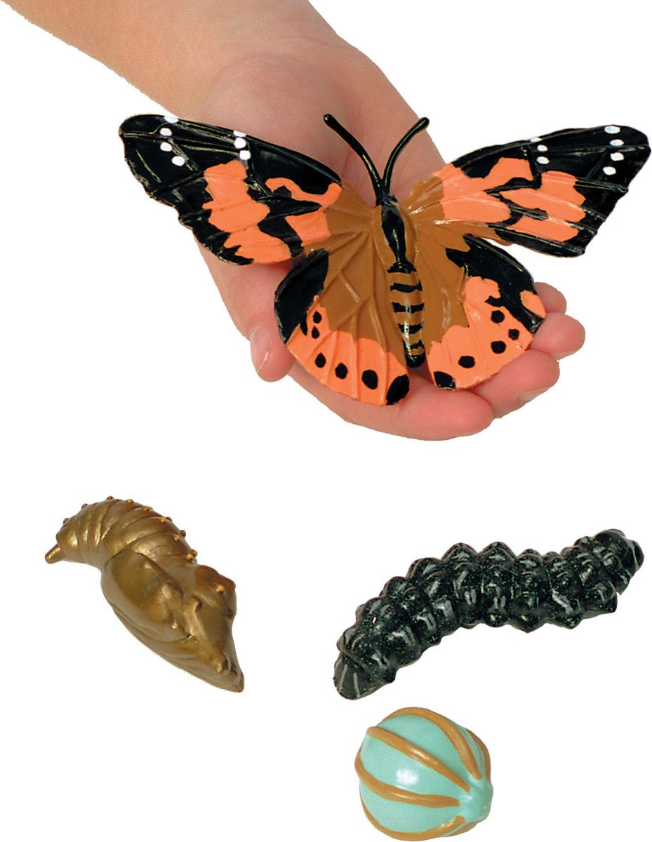Insect Lore Butterfly Life Cycle Stages (Set Of 6)