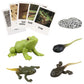 Montessori Frog Life Cycle With Flash Cards, Plastic Insects Tadpole To Frog Kit Toy, Realistic Animal Figurines (Frog)
