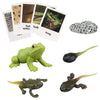 Montessori Frog Life Cycle With Flash Cards, Plastic Insects Tadpole To Frog Kit Toy, Realistic Animal Figurines (Frog)