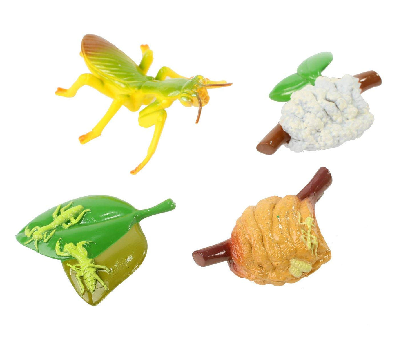 Praying Mantis 4 Piece Life Cycle Figures - 2 Bug Toys by Insect Lore