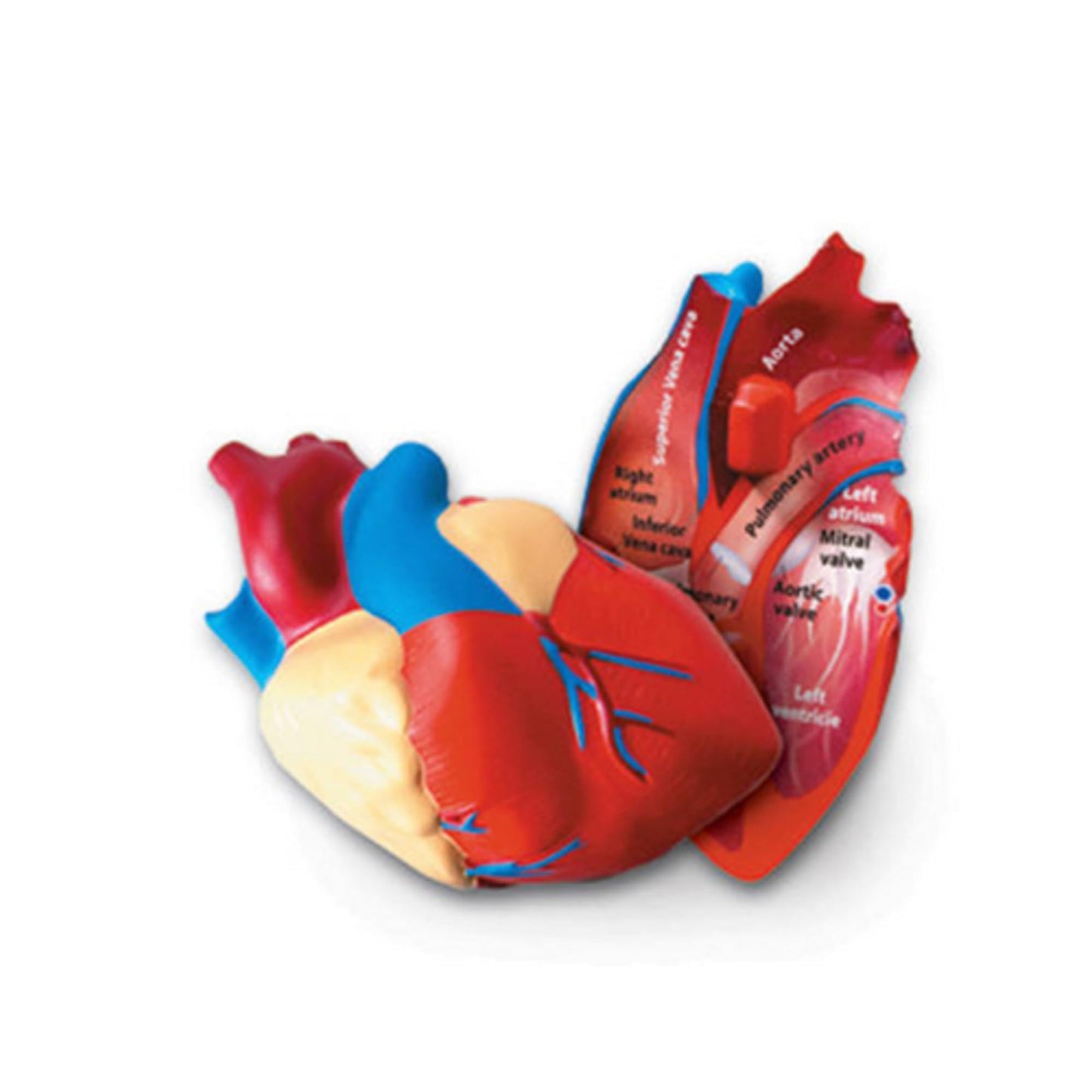 Learning Resources Cross-Section Human Heart Model, Large Foam Classroom Demonstration Model, 2-Pieces, Grades 2+