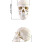Qwork Human Skull And Brain Anatomy Model, 11 Parts, Life Size, Numbered, Anatomically Accurate, For Science Medical Teaching Learning