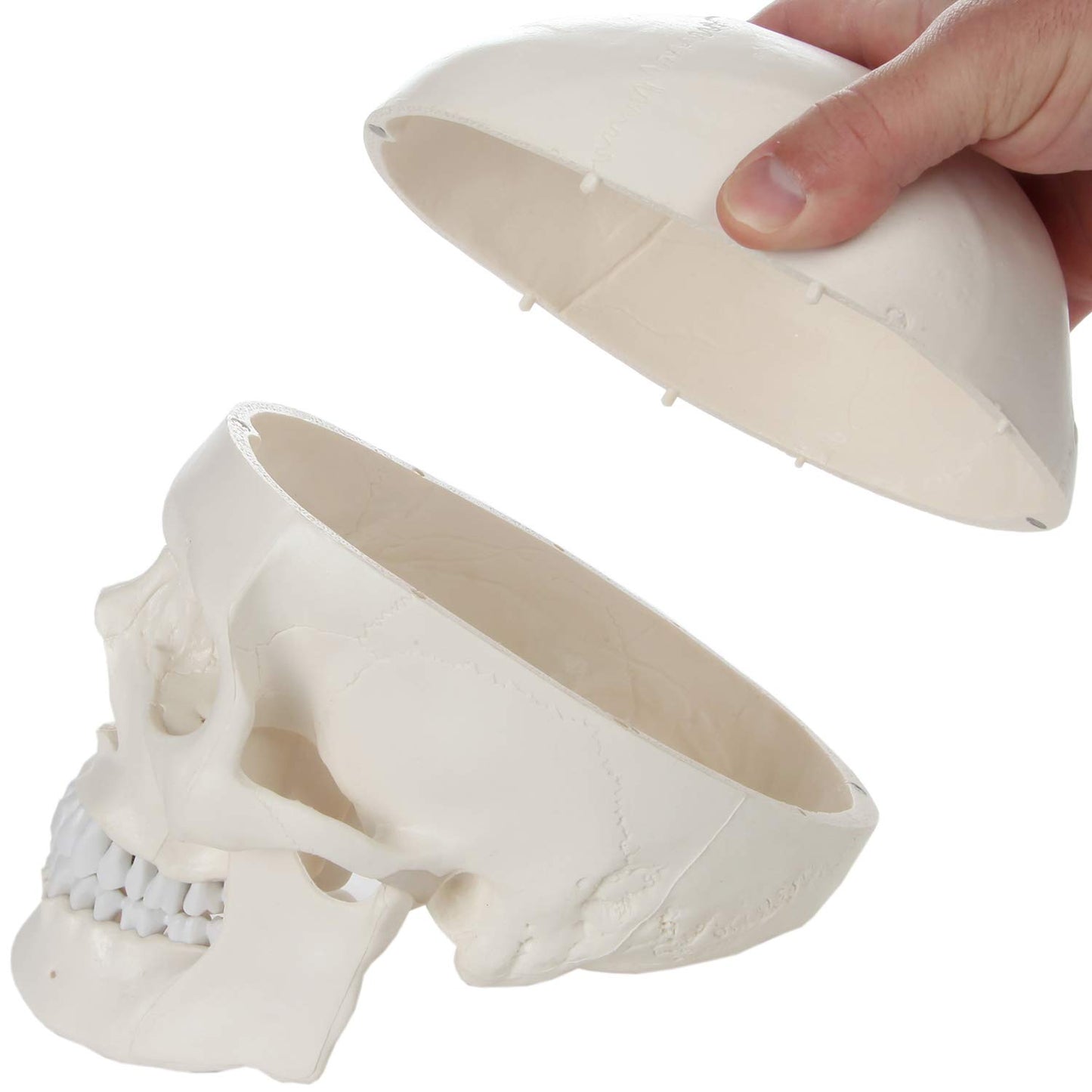 Axis Scientific Human Skull Model for Anatomy Life Size  3-Part Anatomy Skull Includes Skull Cap with External and Interior Structures  Includes Detailed Product Manual  Skull for Anatomy