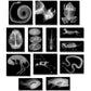 Roylco R5910 Animal X-Rays, 8 x 10, 28 Pieces