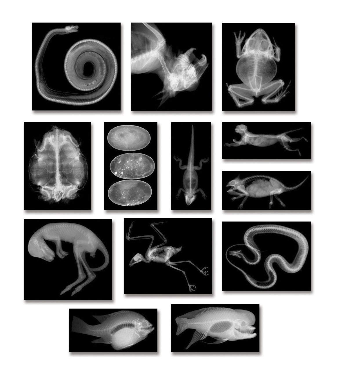 Roylco R5910 Animal X-Rays, 8 x 10, 28 Pieces