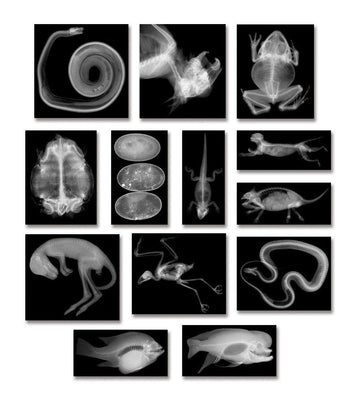 Roylco R5910 Animal X-Rays, 8 x 10, 28 Pieces