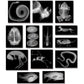 Roylco R5910 Animal X-Ray Set, 8' X 10' Size