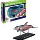 Famemaster 4D-Vision Dolphin Anatomy Model