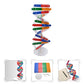 Toddmomy Kids Toys Kids Toys Kids Toys 2 Sets DNA DNA Model for Teaching DNA Model Kit for Students DNA Model Kit Model Kit Doub