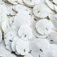 Real Sand Dollars Under 1 (200 Pack) - Sand Dollar Wall Art & Ornament Set - Beach Wedding Decor - Nautical Party Table Decor - 