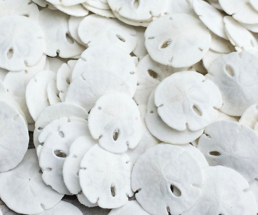 Real Sand Dollars Under 1 (200 Pack) - Sand Dollar Wall Art & Ornament Set - Beach Wedding Decor - Nautical Party Table Decor - 