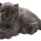 Cat, Persian Gray, 12 Inches, 30Cm, Plush Toy, Soft Toy, Stuffed Animal 3433
