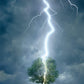 Eurographics Lighting Striking Tree 1000-Piece Puzzle
