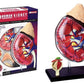 4D Master Human Anatomy Kidney Model Kit, One Color