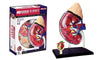 4D Master Human Anatomy Kidney Model Kit, One Color