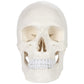 Axis Scientific Human Skull Model for Anatomy Life Size  3-Part Anatomy Skull Includes Skull Cap with External and Interior Structures  Includes Detailed Product Manual  Skull for Anatomy