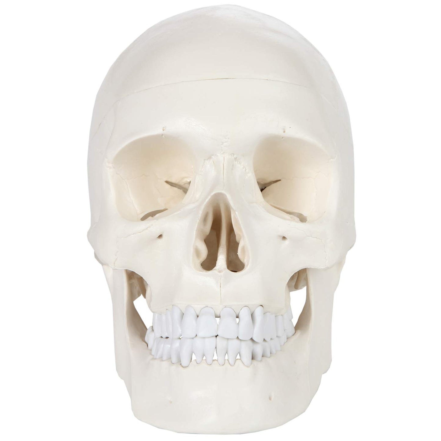 Axis Scientific Human Skull Model for Anatomy Life Size  3-Part Anatomy Skull Includes Skull Cap with External and Interior Structures  Includes Detailed Product Manual  Skull for Anatomy