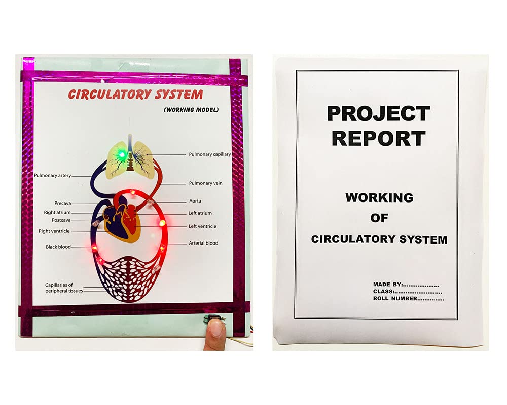 Circulatory System Readymade Science Working Project & Model In Biology With Multicolor Running Lights(With Printed Report)