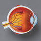 Learning Resources Cross-Section Human Eye Model, 5" Diameter, Foam, Multi-color, Grade 2+, Model LER1907