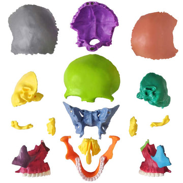 Evotech Mini Human Skull Model, Didactic 15 Parts Palm-Sized Anatomy Skull Model, Exploded Skull, Medical Anatomy And Physiology Teaching Learning, Kids Learning Education, Skull Puzzle, Colored