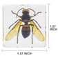 Insect Specimen Set, Bugs Collection Scientific Education Gift For Kids Aged 3-8-12 (Cicada, Wasp, Spider, Scorpion, Locust, Cha