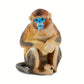 Safari Ltd. Snub Nosed Monkey Figure - Realistic 2.5" Educational Toy for Kids - Multicoloured - Model S100321