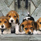 Clementoni - 39435 - Collection Panorama Puzzle For Adults And Children - Beagles - 1000 Pieces