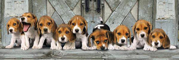 Clementoni - 39435 - Collection Panorama Puzzle For Adults And Children - Beagles - 1000 Pieces
