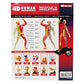 Famemaster 4D-Vision Human Muscle And Skeleton Anatomy Model Multi-Colored, 10'