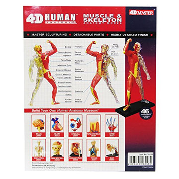 Famemaster 4D-Vision Human Muscle And Skeleton Anatomy Model Multi-Colored, 10'