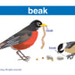 Newpath Learning Science Vocabulary Builder Flash Card Set, Grades 1-2