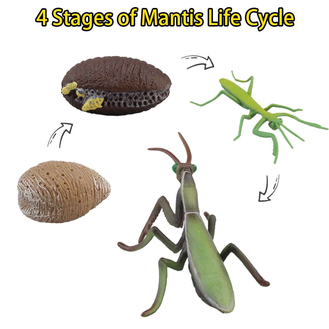 Montessori Life Cycle Animal Figures With Flash Cards, Realistic Animal Figurines Toy, And Educational Matching Game For Kids(Ma