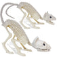 Giftexpress 2 Pack Real Size Cat Skeleton - 20'' Long Creepy Kitten Skeletons With Posable Tail Halloween Decor - Indoor & Outdo