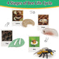 Boticako Montessori Life Cycle Learning - Montessori Life Cycle Animal Figures With Flash Cards, Plastic Insects Monarch Butterf