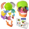 Evotech Mini Human Skull Model, Didactic 15 Parts Palm-Sized Anatomy Skull Model, Exploded Skull, Medical Anatomy And Physiology Teaching Learning, Kids Learning Education, Skull Puzzle, Colored