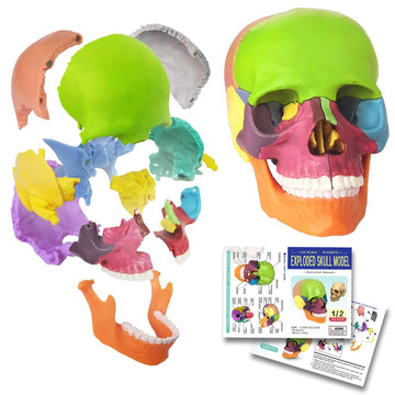 Evotech Mini Human Skull Model, Didactic 15 Parts Palm-Sized Anatomy Skull Model, Exploded Skull, Medical Anatomy And Physiology Teaching Learning, Kids Learning Education, Skull Puzzle, Colored