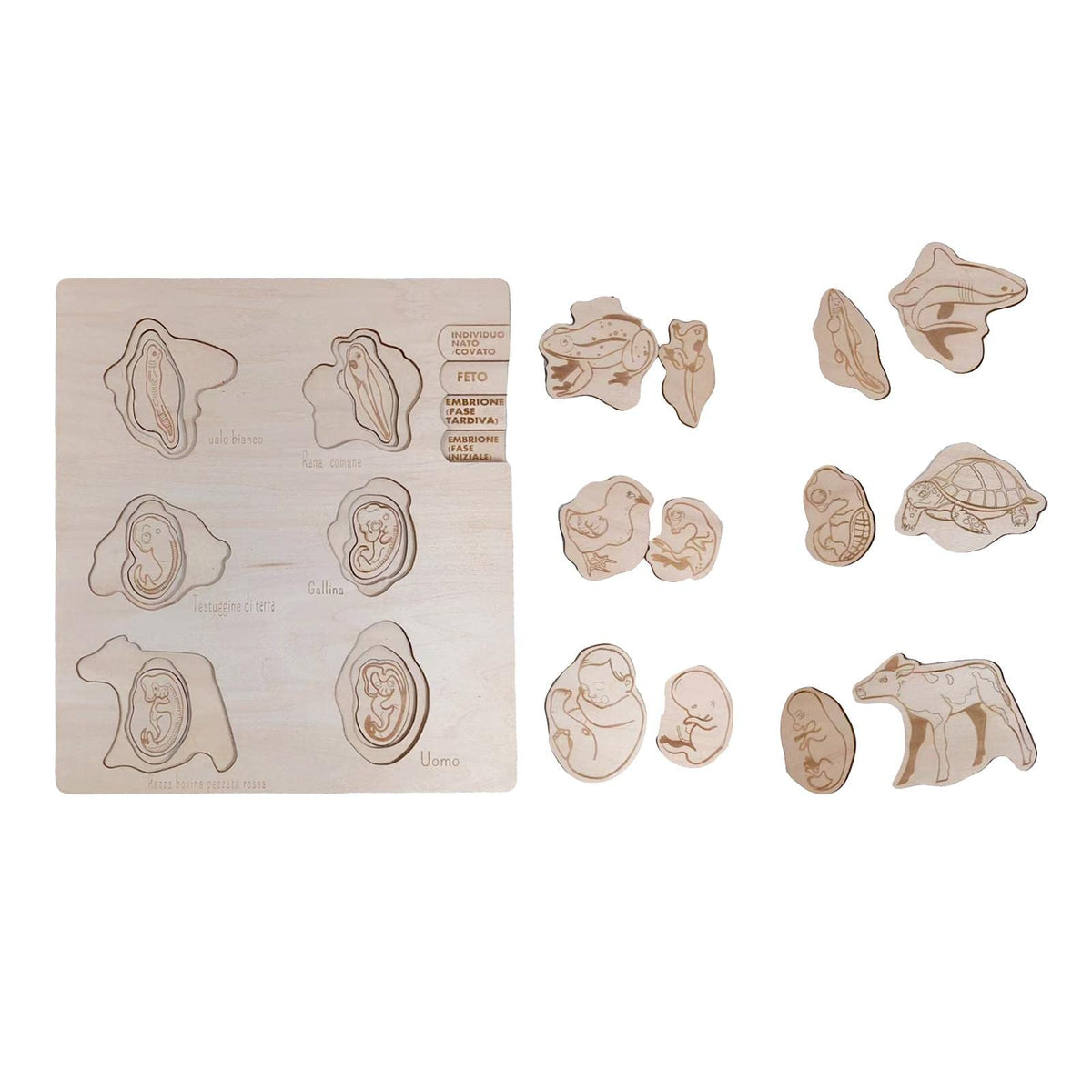ATORSE Wooden Puzzle Toys Science Teaching Developmental Toys for Kids