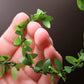 Aorvoras Mini Leaf Garland - 11ft Green Plastic Ivy Vine for Dollhouse, Weddings & Decor, Model CY-116-HH