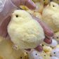Handmade Squishy Chick Soft Squishy Fidget Toys Silicone Squeeze Toys for Stress Relief ( Chicken )