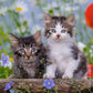 Ravensburger Cuddly Kittens 3 X 49 Piece Jigsaw Puzzle Set For Kids - 08046 - Every Piece Is Unique, Pieces Fit Together Perfect