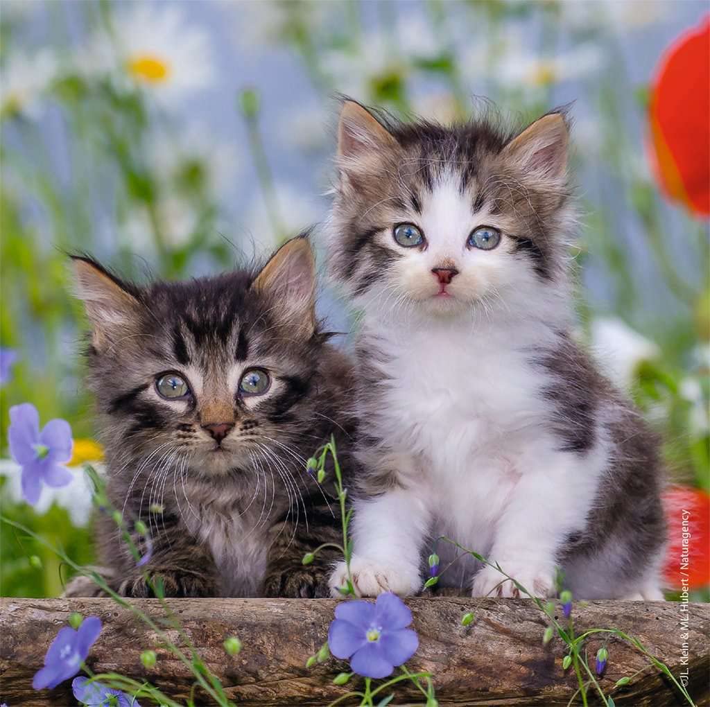 Ravensburger Cuddly Kittens 3 X 49 Piece Jigsaw Puzzle Set For Kids - 08046 - Every Piece Is Unique, Pieces Fit Together Perfect