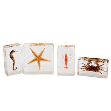 Realbug Sea Life Specimen 4Pc Set