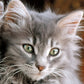 Clementoni Kitten Puzzle (500 Piece)