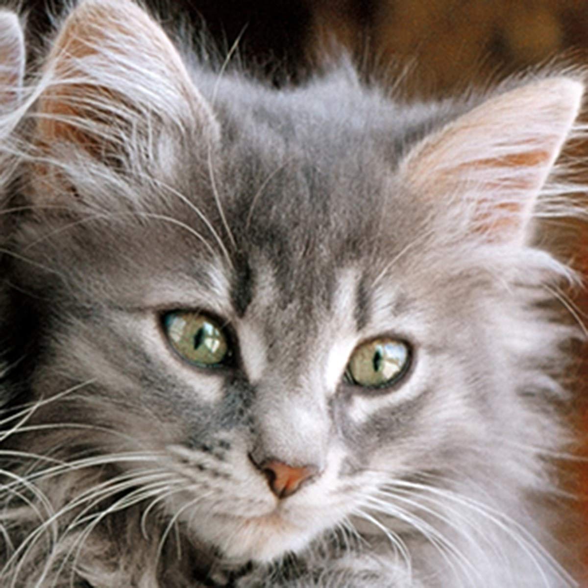 Clementoni Kitten Puzzle (500 Piece)