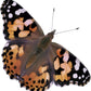 Insect Lore Giant Butterfly Garden With Voucher | 18 Inch Habitat | Life Cycle Figurines Included | Voucher To Redeem 5 Baby Caterpillars Later | Raise Painted Lady Butterflies