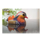 Eugy Mandarin Duck 3D Puzzle - 26 Piece Eco-Friendly Educational Toy Puzzle For Boys, Girls & Kids Ages 6+