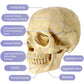 Evotech Mini Human Skull Model, Didactic 15 Parts Palm-Sized Anatomy Skull Model, Exploded Skull, Medical Anatomy Physiology Tea