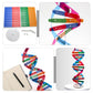Toddmomy Kids Toys Kids Toys Kids Toys 2 Sets DNA DNA Model for Teaching DNA Model Kit for Students DNA Model Kit Model Kit Doub