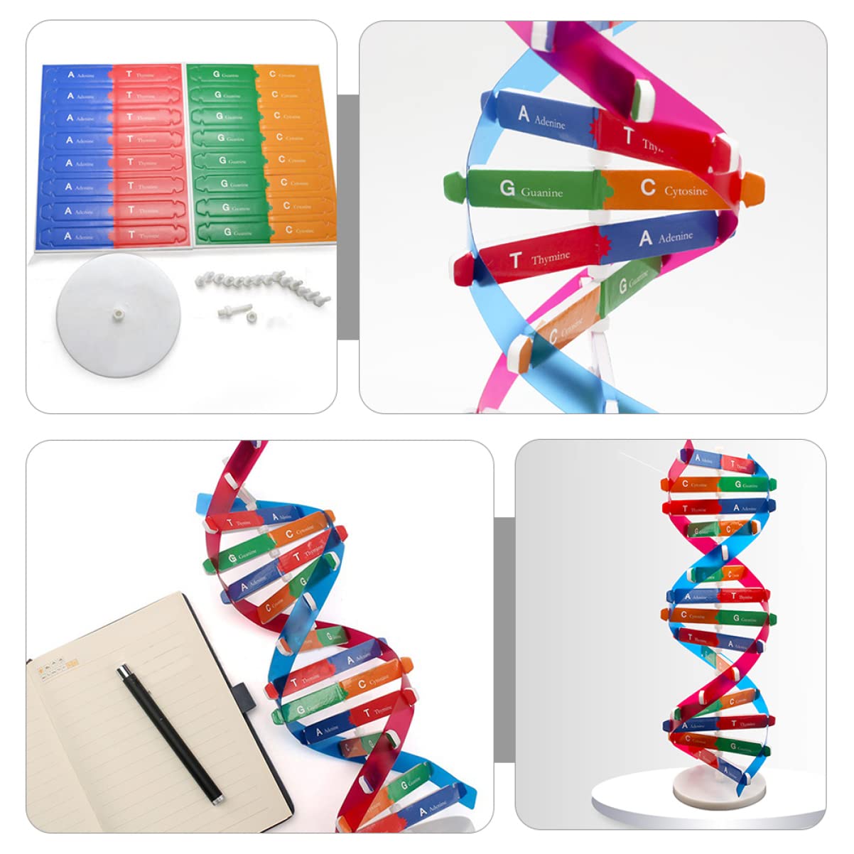 Toddmomy Kids Toys Kids Toys Kids Toys 2 Sets DNA DNA Model for Teaching DNA Model Kit for Students DNA Model Kit Model Kit Doub